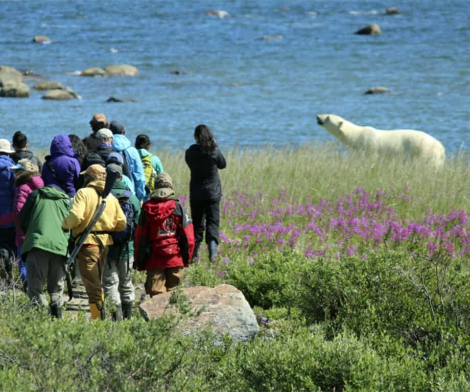 Churchill Wild: Where Luxury Meets Polar Bears – At Ground