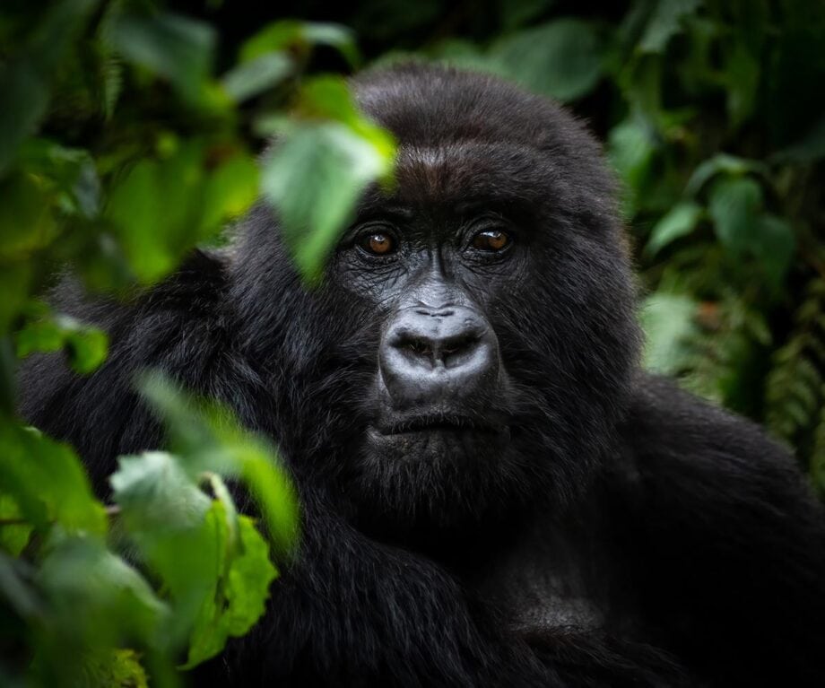 The top 5 luxury lodges for gorilla trekking