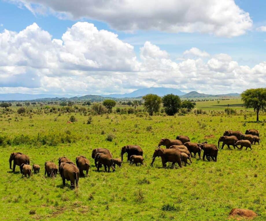 The top 5 luxury lodges in uganda for wildlife encounters