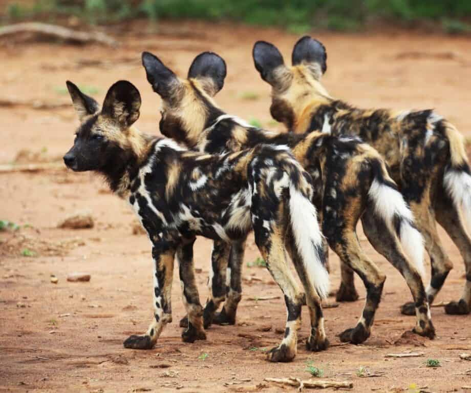 Safari specials for your wildlife wish list