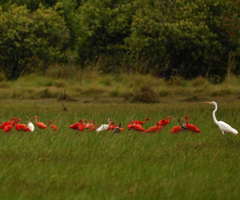 Top 5 off the beaten track wildlife experiences in Latin America
