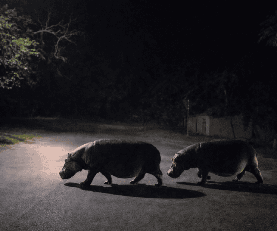 How one family is redefining the safari experience in St